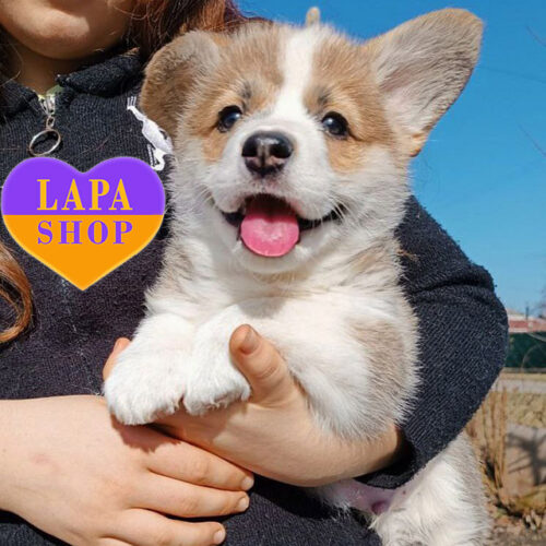 Хлопчик породи вельш коргі пемброк рудо-білого забарвлення Templare Cavaliere dell'Ordine