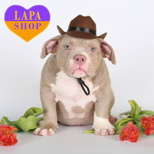 Cute American Bully Boy Theo