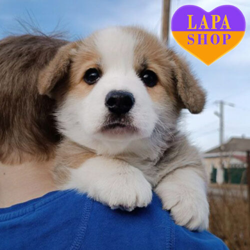 Рудо-білий джентльмен породи вельш коргі пемброк Texas Ranger