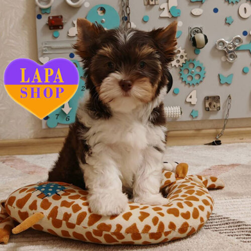 Тимати – триколорный красавчик породы биро йоркширский терьер