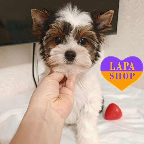 Триколорная девочка породы бивер йоркширский терьер Тина