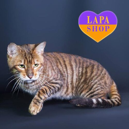 Unique Toyger Cat Valet — He is Your Future Favorite