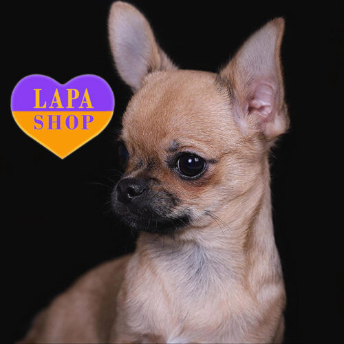 Милый мальчик породы чихуахуа Tristan