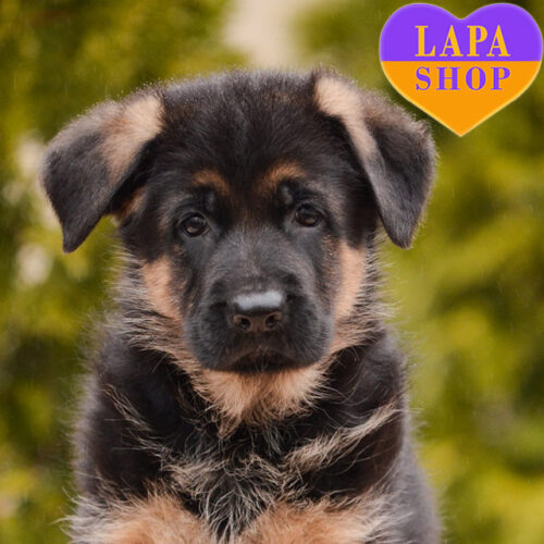 Справжній джентльмен породи німецька вівчарка стандарт Vanos