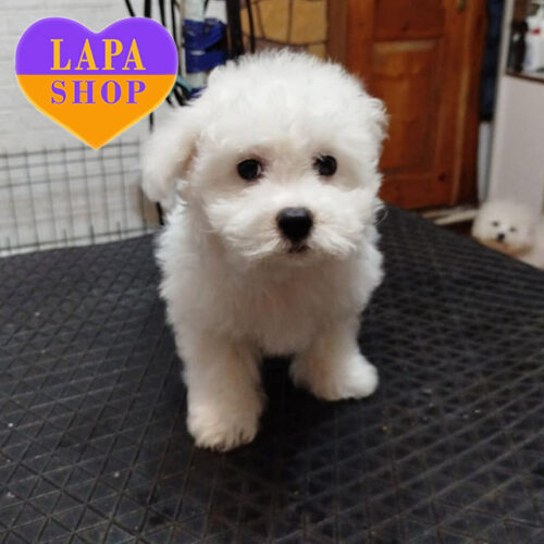 Джентельмен породи бішон фрізе білого забарвлення Вегас