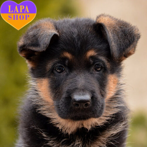 Очаровательная девочка породы немецкая овчарка Vikky