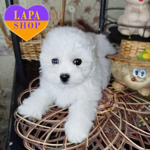 Білосніжна леді породи бішон фрізе Віоль