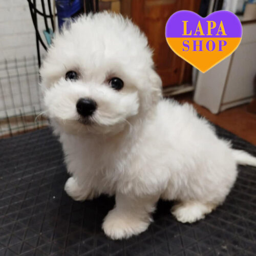 Білий хлопчик породи бішон фрізе Вітас