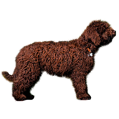 Іспанський водяний собака