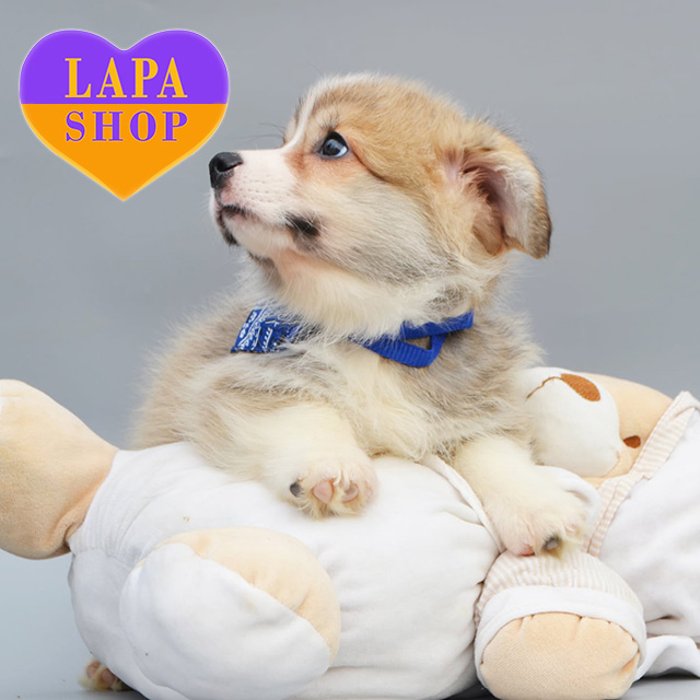 Welsh-Corgi-Pembroke-01