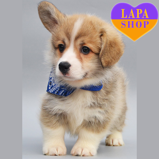 Welsh-Corgi-Pembroke-02