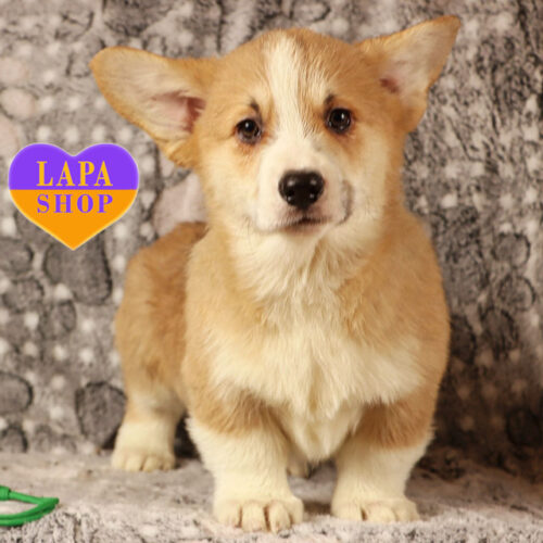 Рудо-білий хлопчик породи вельш коргі пемброк