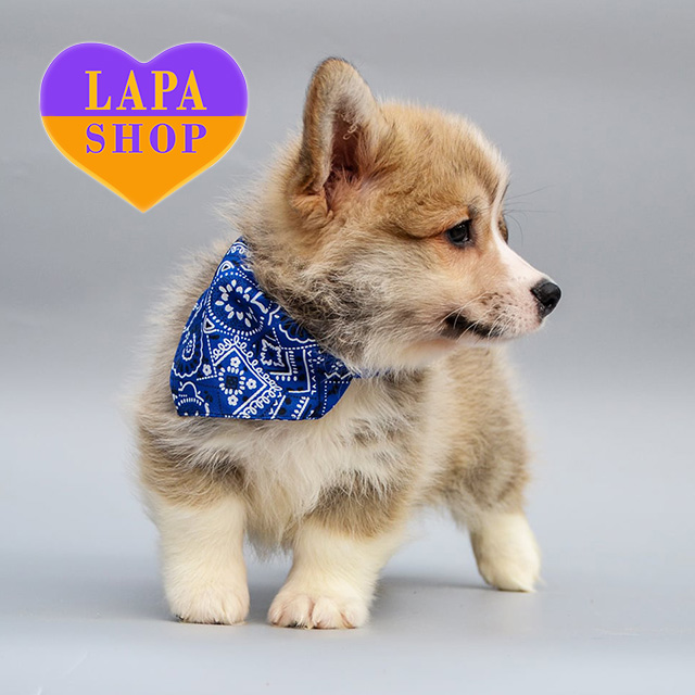 Welsh-Corgi-Pembroke-03