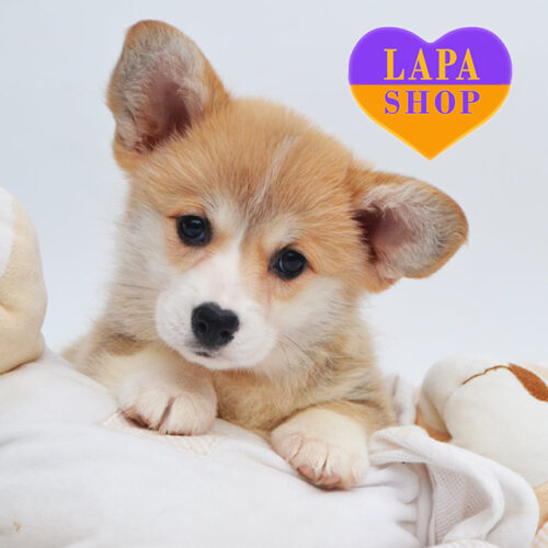 Девочка породы вельш корги пемброк рыжей окраски