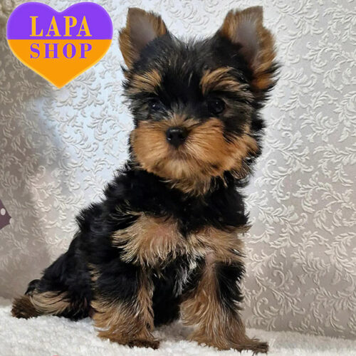 Очаровательная девочка породы йоркширский терьер