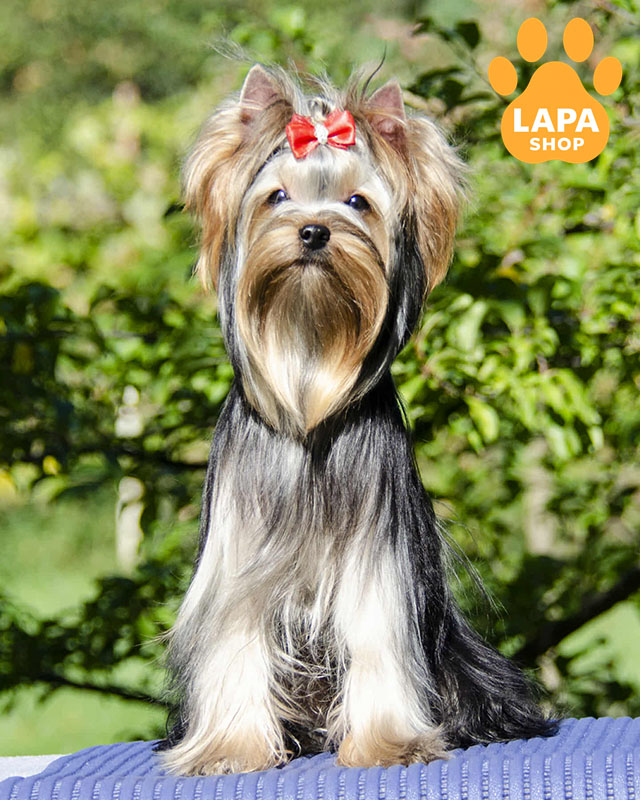 йоркширський тер'єр