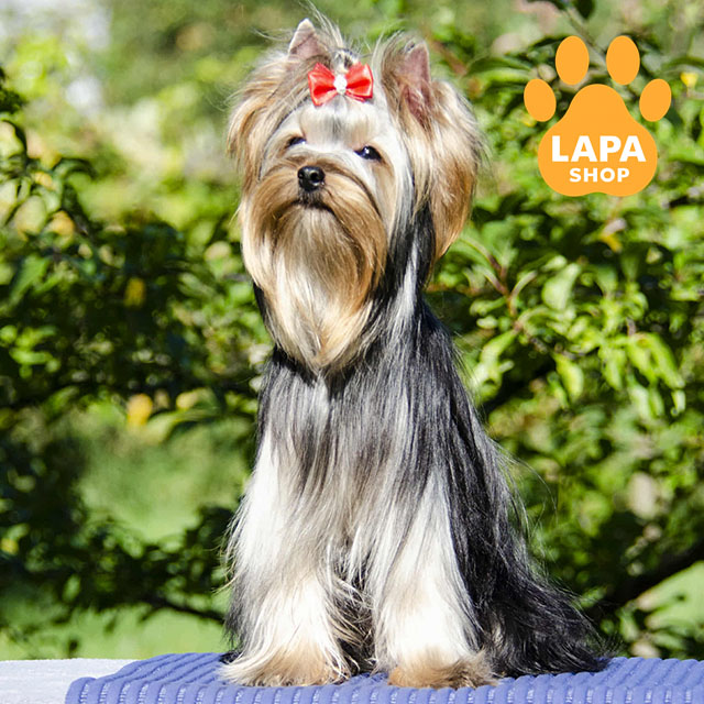 Yorkshire-Terrier-02