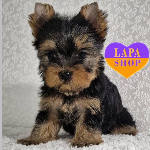 Красивая леди породы йоркширский терьер