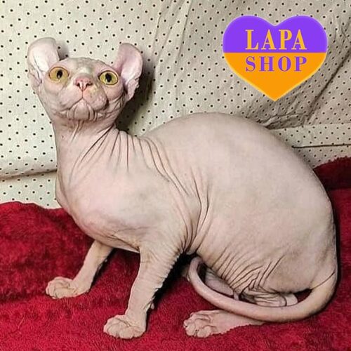 Изюминка – очаровательная девочка уникальной породы эльф