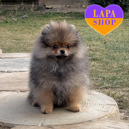 Красивая девочка породы померанский шпиц Зара