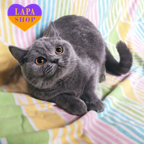 Zlata — Blue Scottish Girl — For Breeding