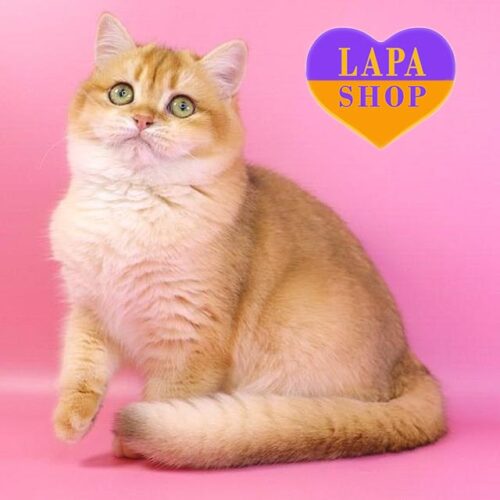 Sweet British Beauty Zoey