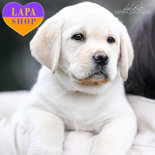 Litter C — Girl of Labrador Retriever Breed