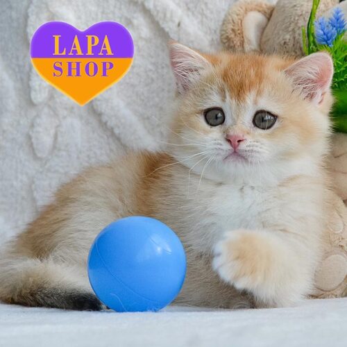 Cute British Golden Kitten Umber