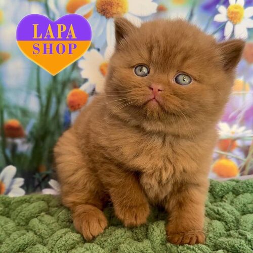 Британський красунчик в розкішній шубці забарвленням цинамон Marcel — в розведення