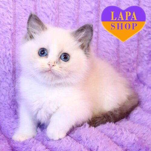 Candy is a Charming Ragdoll Kitty