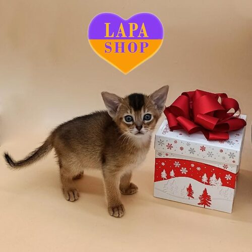 Graceful Abyssinian Ruddy Beauty BlackBerry