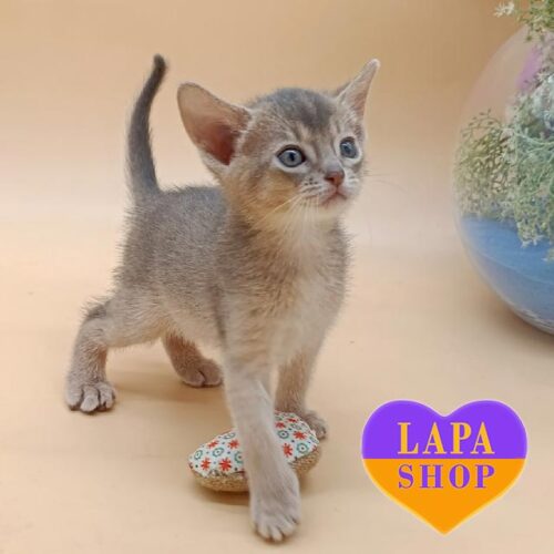 Blueberry is an Elegant Abyssinian Blue Kitten