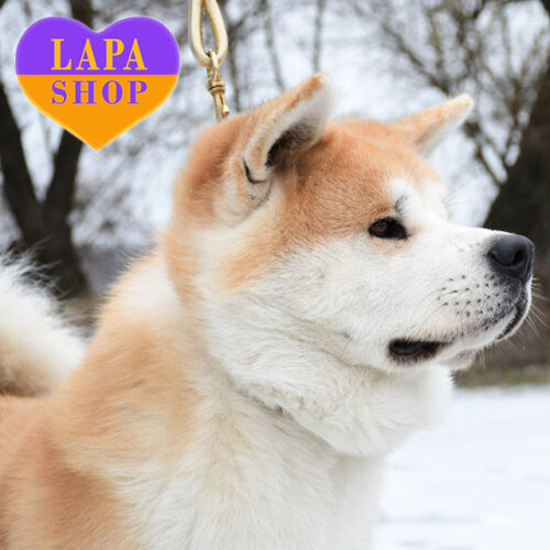 Akelo — Red Boy of Akita-Inu Breed