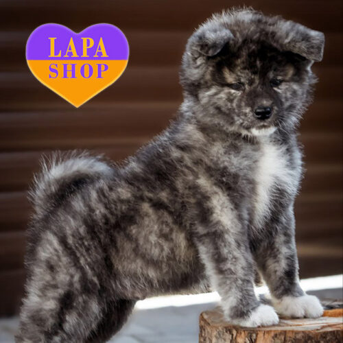 Очаровательный мальчик породы акита-ина тигровой окраски