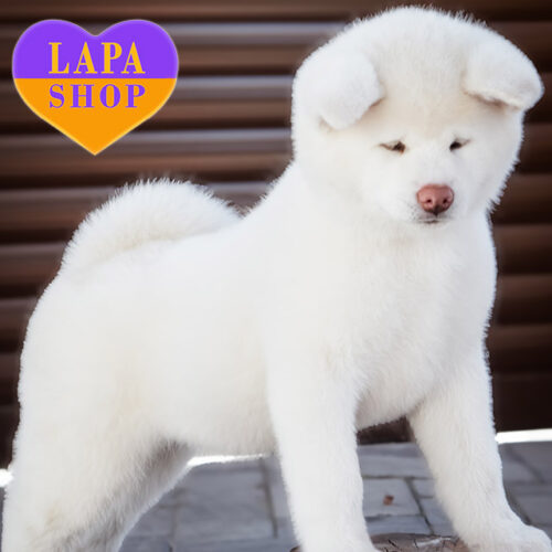 Белый мальчик породы акита-ину