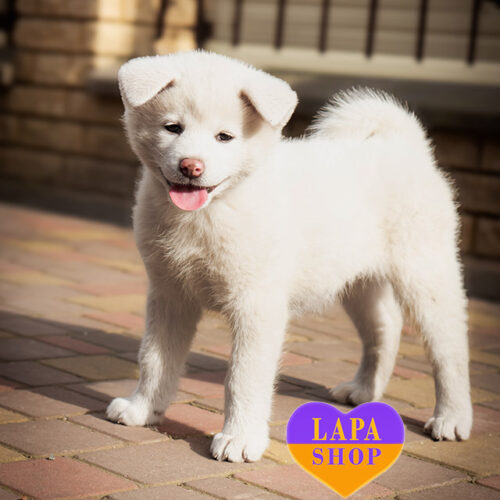 Девочка белой окраски породы акита-ина