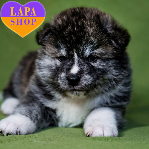 Мальчик тигровой окраски породы акита-ина