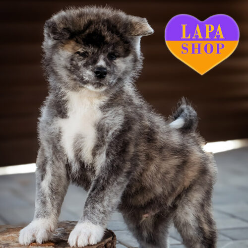 Тигровый красавчик породы акита-ина