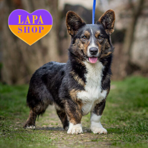 Three-Color Welsh Corgi Cardigan Puppy Alex