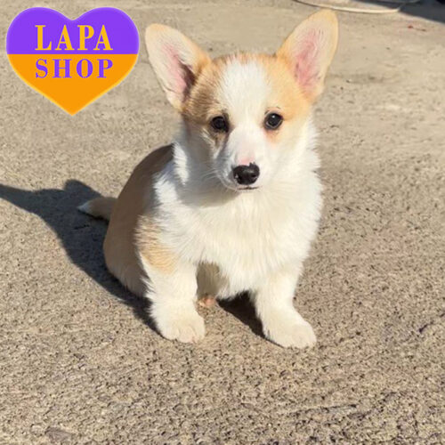 Рудо-біла дівчинка породи вельш коргі пемброк Аліса