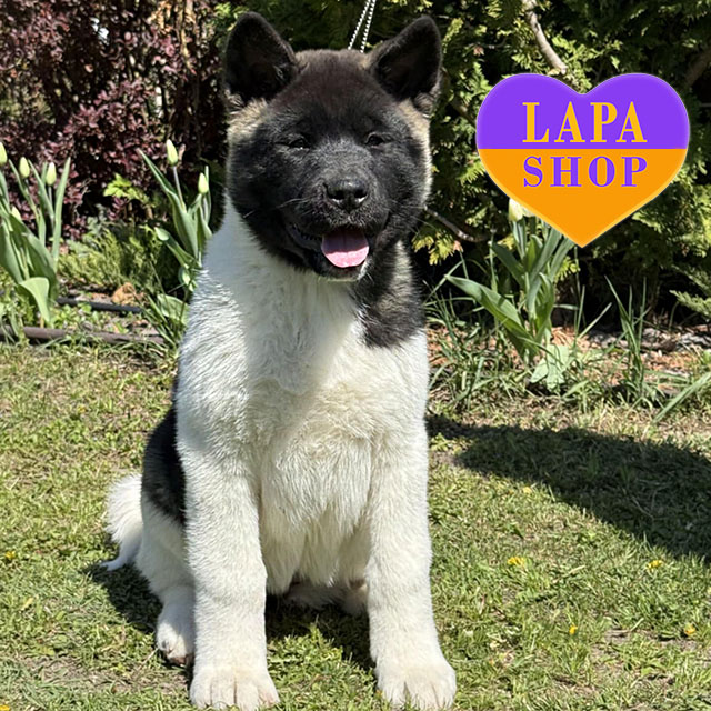American-Akita-03