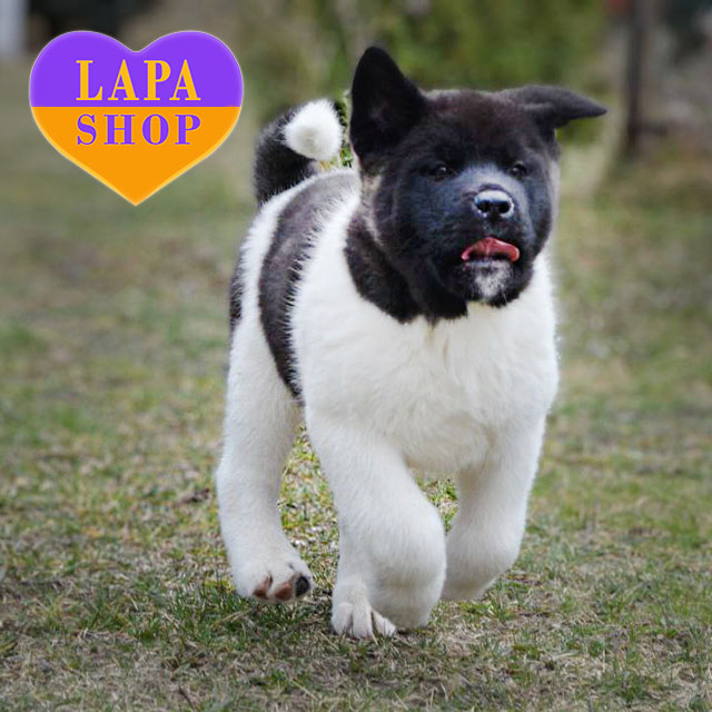 American-Akita-05