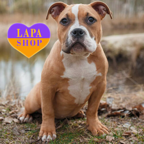 Red and White Girl of the American Bully Breed