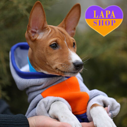 Bahati — рудо-білий красень породи басенджі