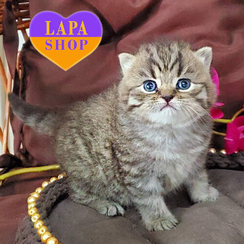 Charming British Shorthair Cat Bantyk