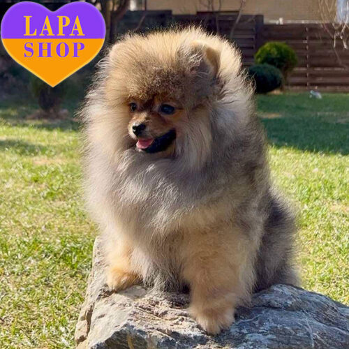 Милый мальчик породы померанский шпиц Барни