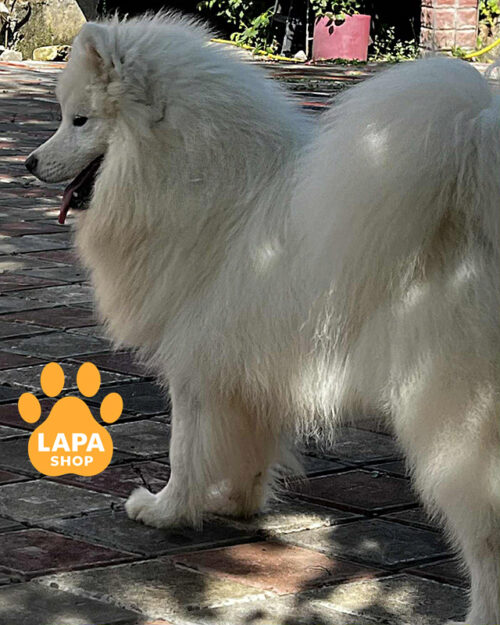 білий самоїд