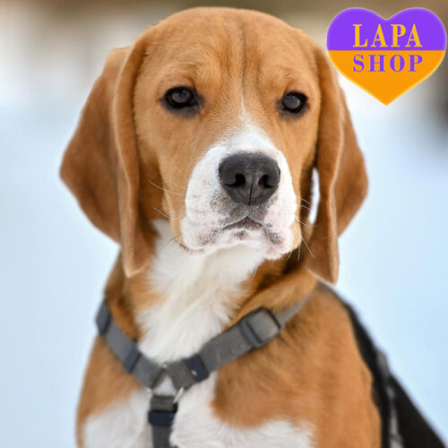 Енергійний хлопчик породи бігль Bart