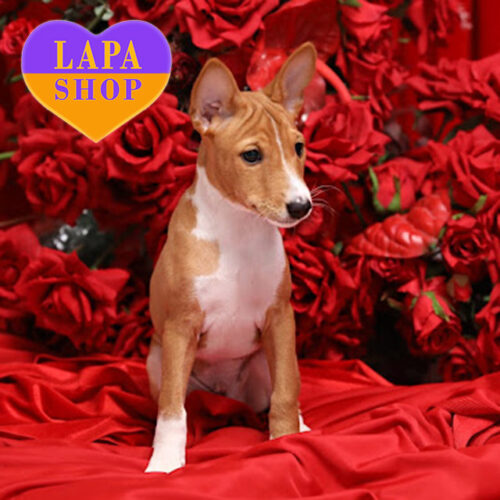 Рыже-белый красавец породы басенджи