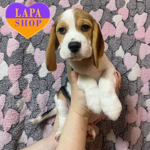 Tricolor Girl of Beagle Breed